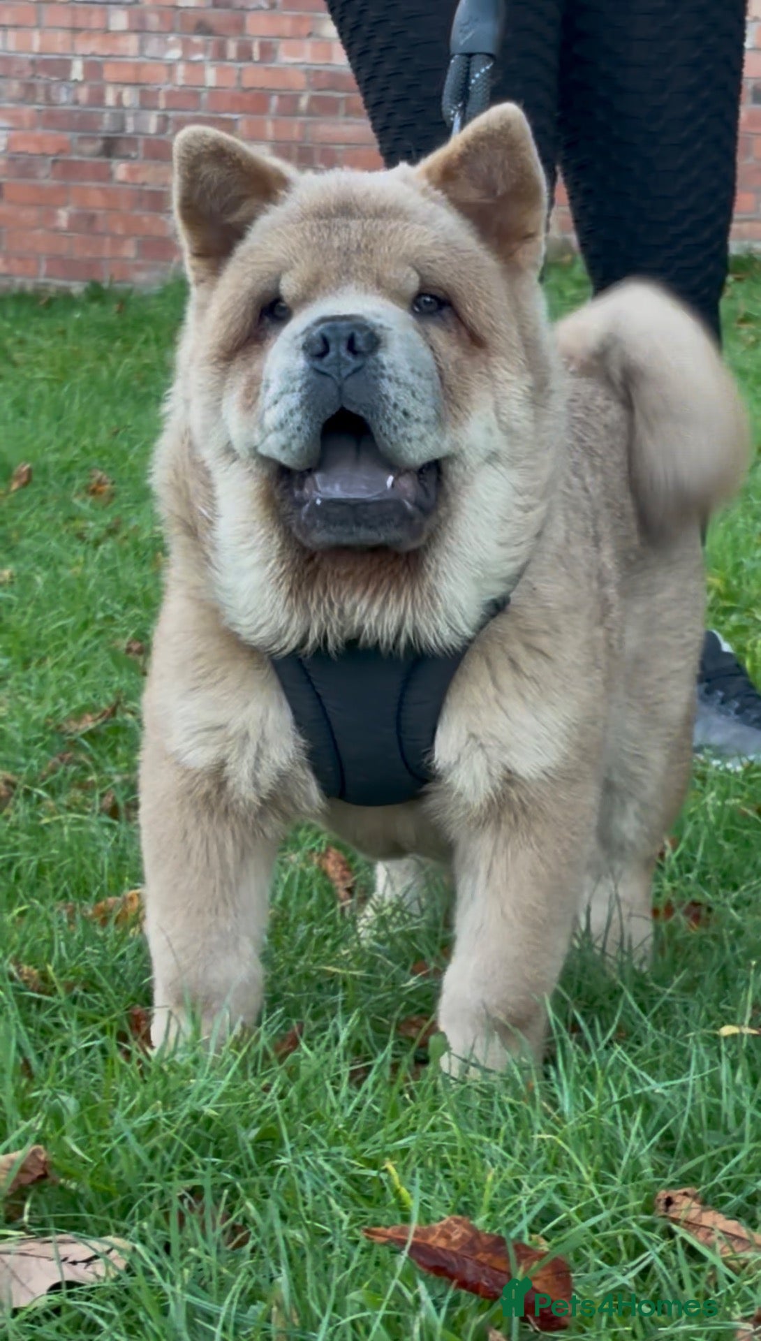 Chow Chow dogs Gorgeous KC reg Smooth chow chow boy available 🐻 - Advert 15