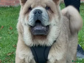 Chow Chow dogs Gorgeous KC reg Smooth chow chow boy 🐻 - Advert 2
