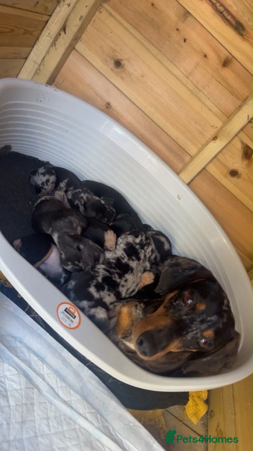 Mixed Breed dogs Dachshund x French bulldogs - French bull wieners  - Advert 1