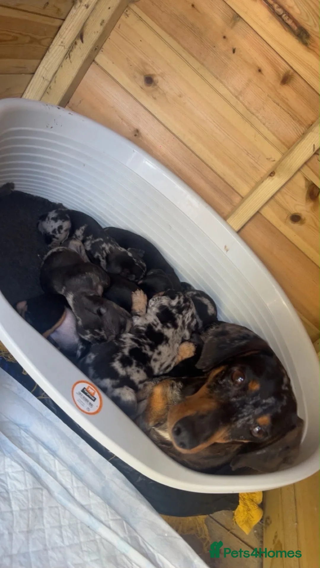 Mixed Breed dogs for sale: Dachshund x French bulldogs - French bull wieners  in Wisbech - Advert 1