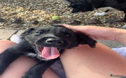 Mixed Breed dogs for sale: Collie Setter puppies - Image 4