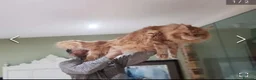 Maine Coon cats for sale: Xl Maine coon kittens health tested parents Tica R - Advert 36