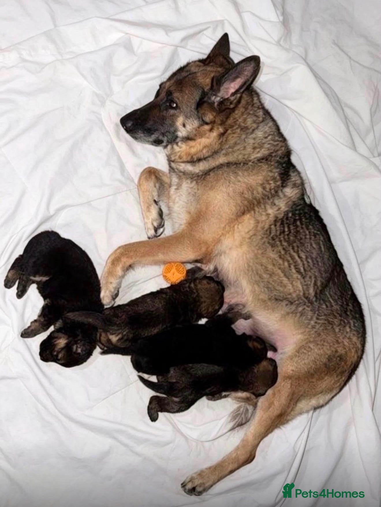 German Shepherd dogs Working line German Shepherd puppies  - Advert 1