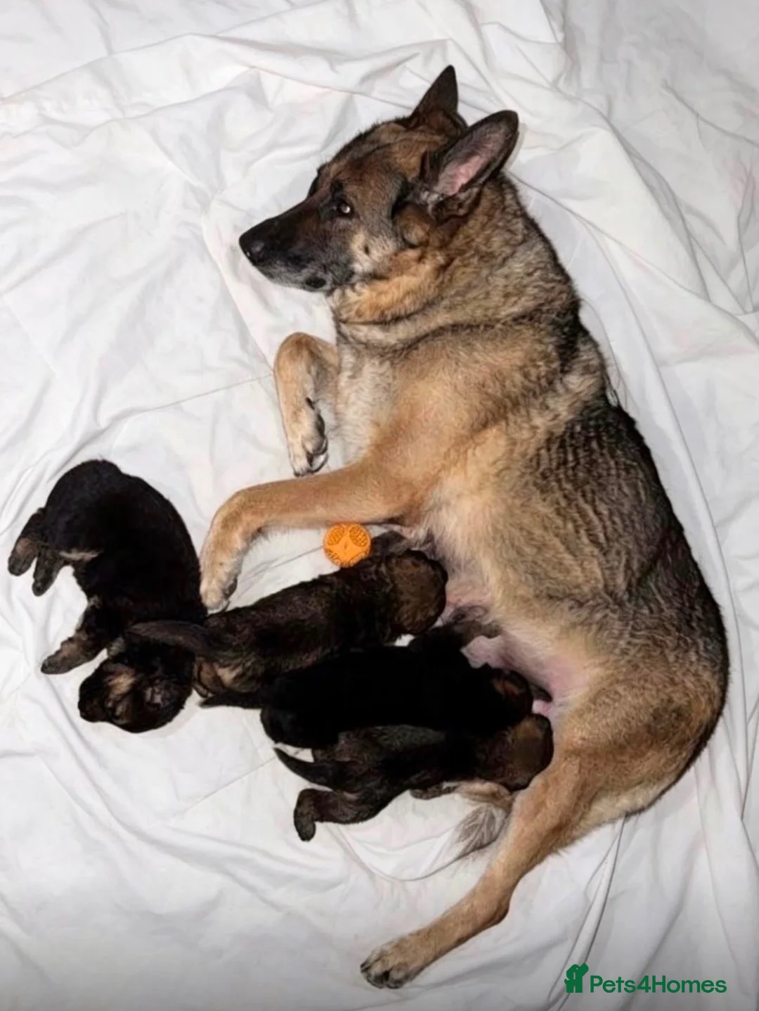 German Shepherd dogs for sale: Working line German Shepherd puppies  in Ilford - Advert 1