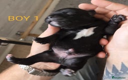 Staffordshire Bull Terrier dogs for sale: KC Registered Champions Bloodline Show Quality  - Image 9