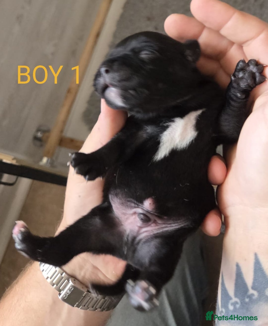 Staffordshire Bull Terrier dogs for sale: KC Registered Champions Bloodline Show Quality  - Image 9