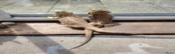 Bearded Dragon reptiles for sale: Baby Bearded Dragons - Advert 9