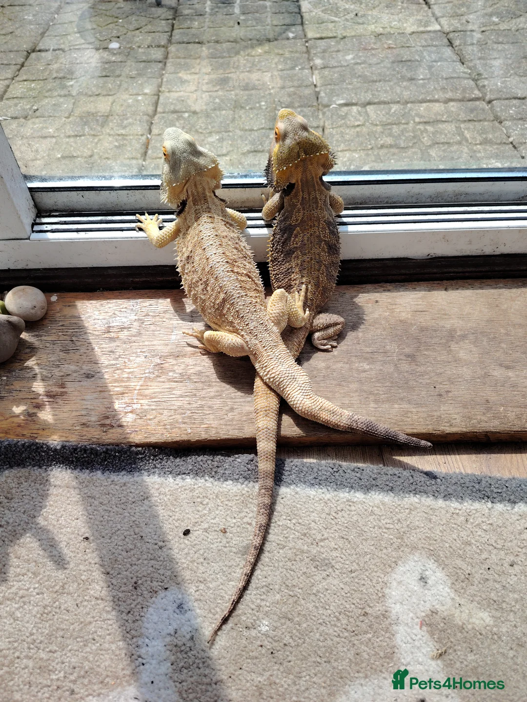 Bearded Dragon reptiles for sale: Baby Bearded Dragons - Advert 9