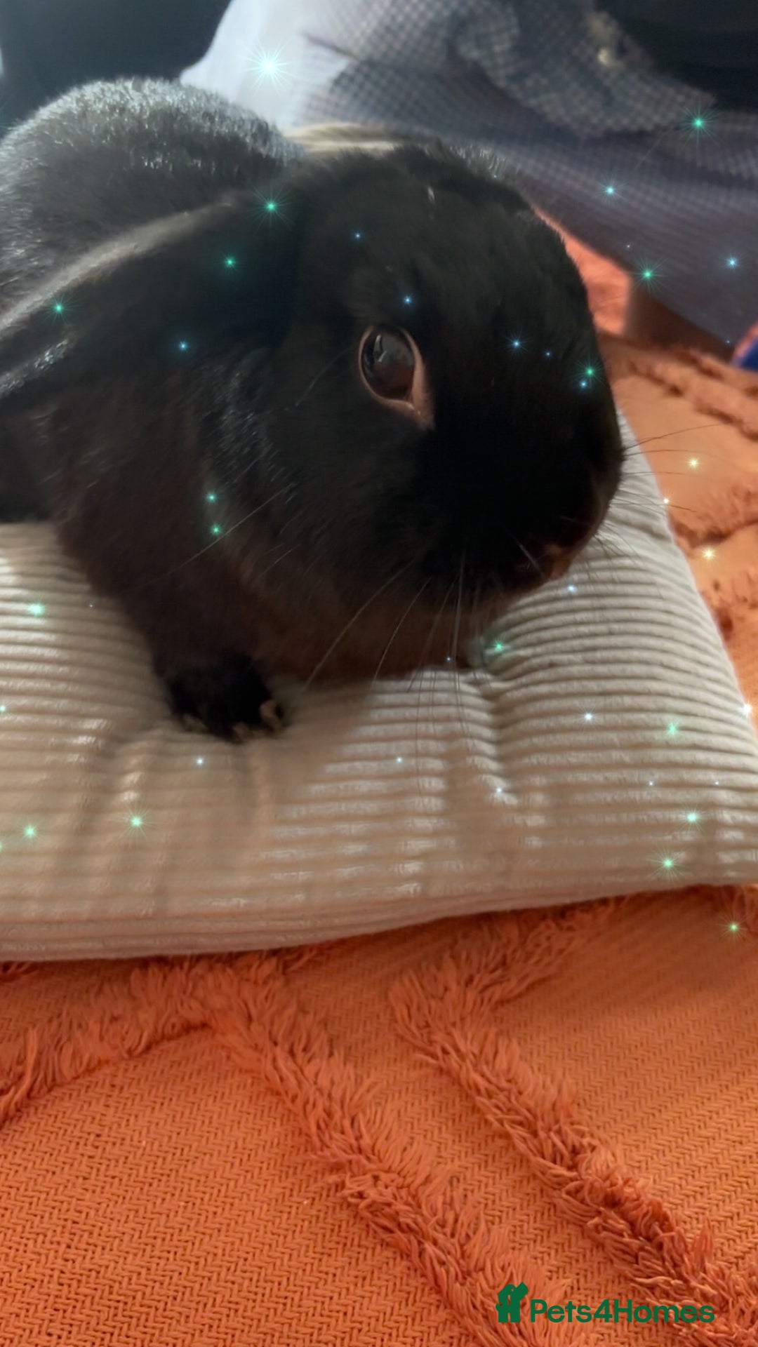 Dwarf Lop rabbits for sale: Bonded, Neutered, brother and sister dwarf lop  - Advert 5