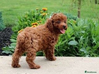 Toy Poodle dogs outstanding Toy poodle - Advert 7