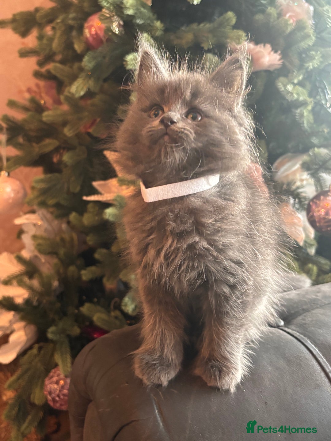 Maine Coon cats for sale: Blue Maine Coon Kittens – Active TICA Registered  - Advert 19