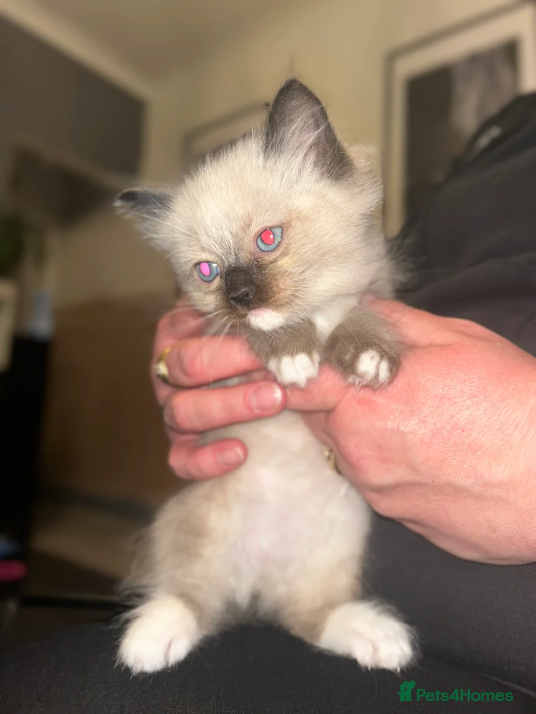 Neva Masquerade cats for sale: 4 Gorgeous 8 week old neva masquerade kittens - Advert 11