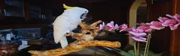 Cockatoo birds for sale: 9-Week-Old Triton Cockatoo Chicks Available - Advert 13
