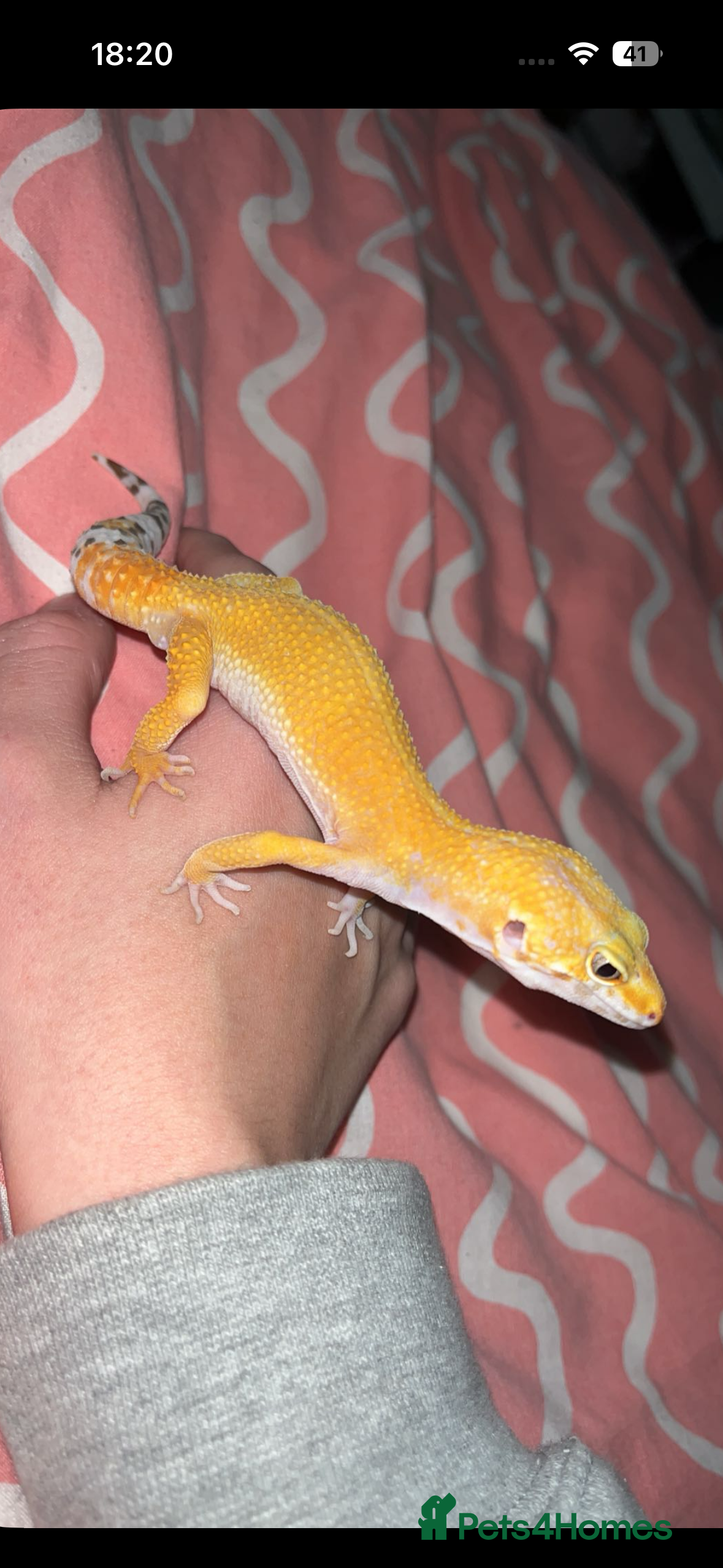 Leopard Gecko reptiles Gorgeous male Leopard gecko  - Advert 3