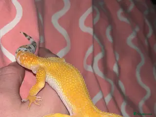 Leopard Gecko reptiles Gorgeous male Leopard gecko - Advert 3