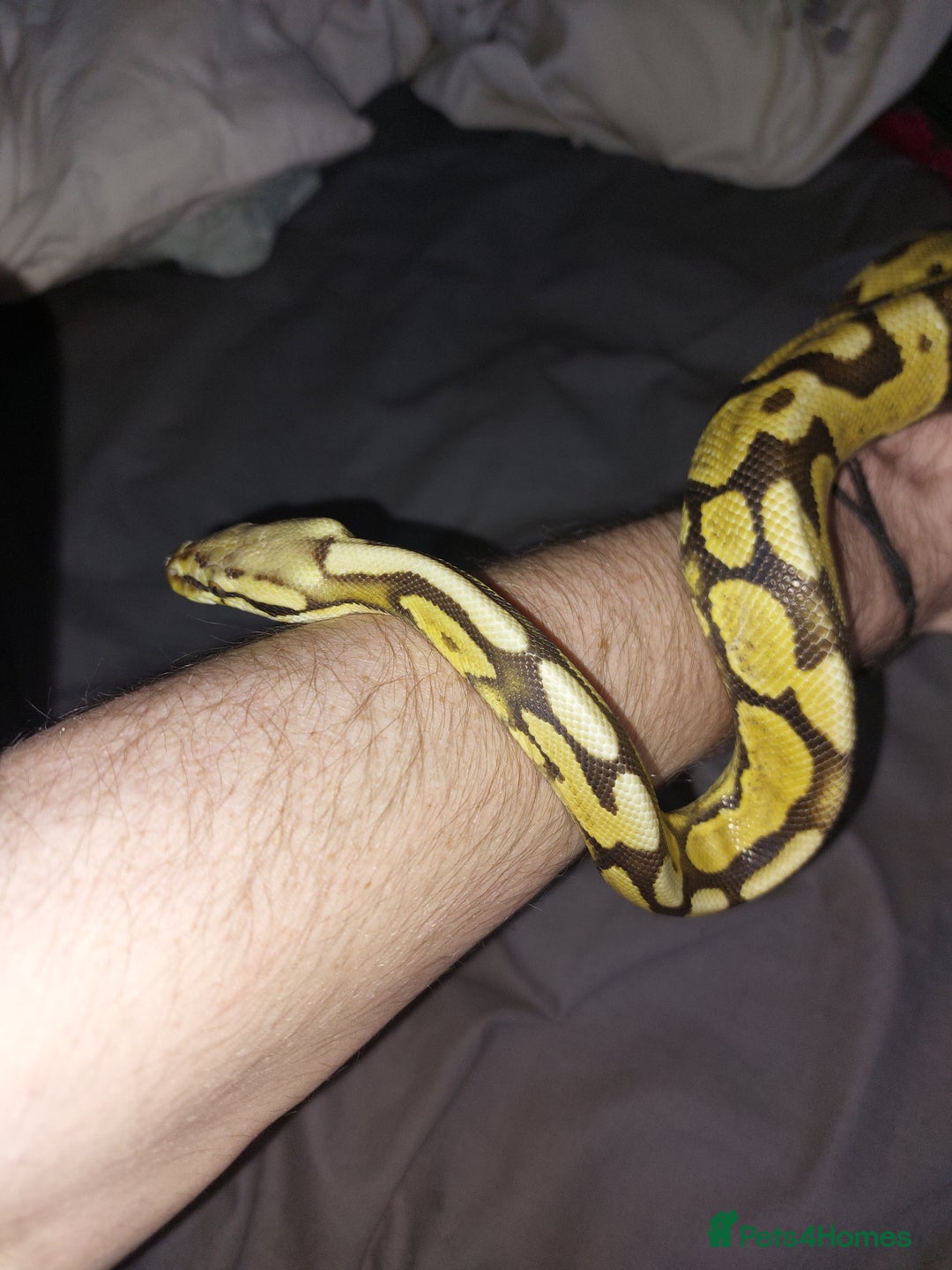 Python Snake reptiles for sale: Yellow belly python - Advert 1
