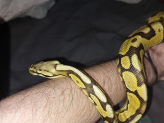 Python Snake reptiles Yellow belly python - Advert 21