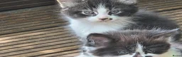 Mixed Breed cats for sale: Cute kittens for sale  - Advert 11