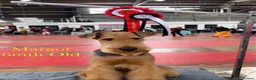 Airedale Terrier dogs for sale: ⭐️Waiting List Open⭐️ - Advert 8