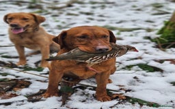 Labrador Retriever dogs for stud: Health tested- Kc registered Fox Red Labrador for  in York - Image 10