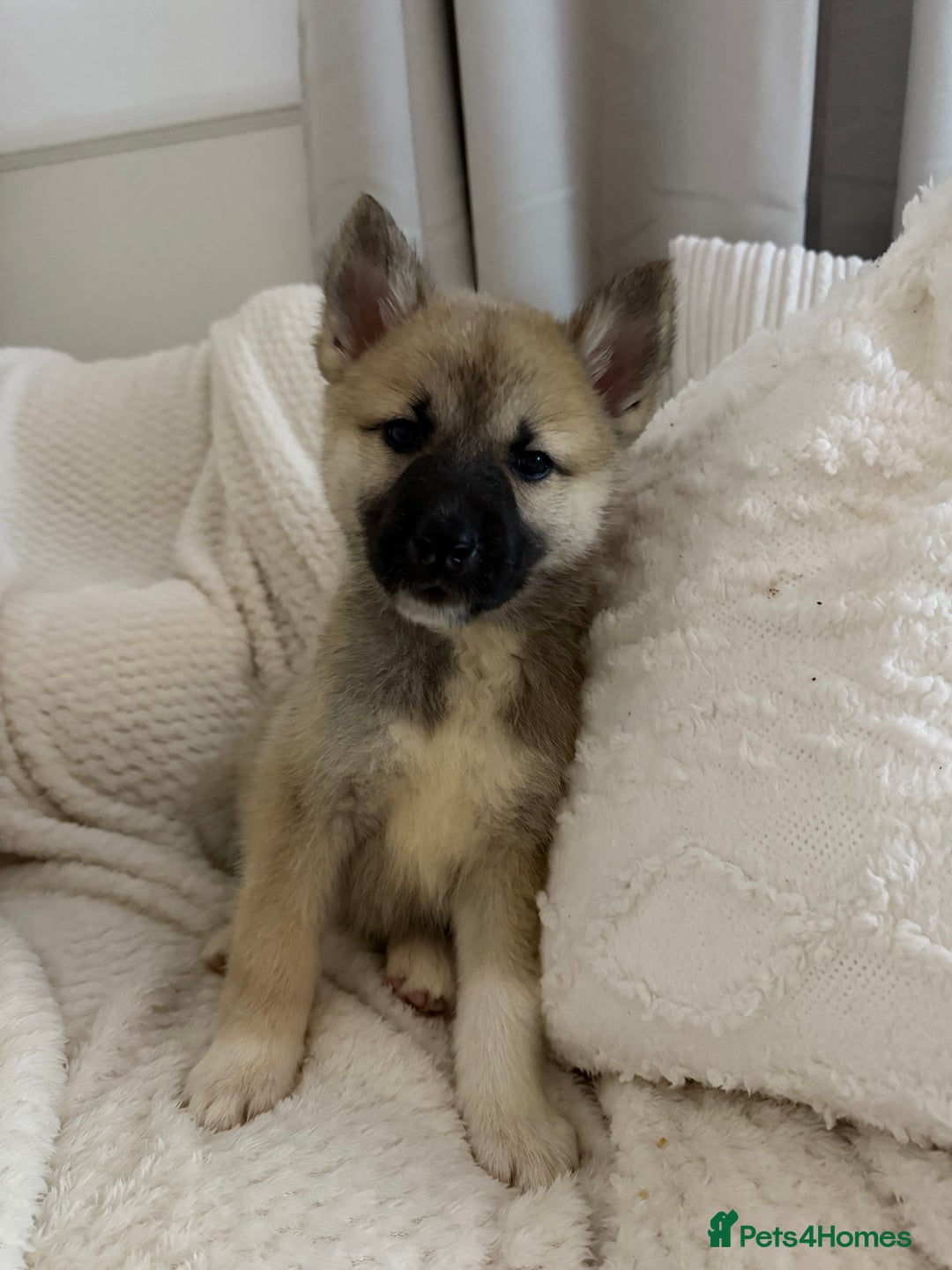 Huskita dogs for sale: READY NOW Huskita Puppies - Advert 23