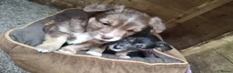 Jackapoo dogs for sale: Gorgeous little accidents! in Bacup - Advert 7