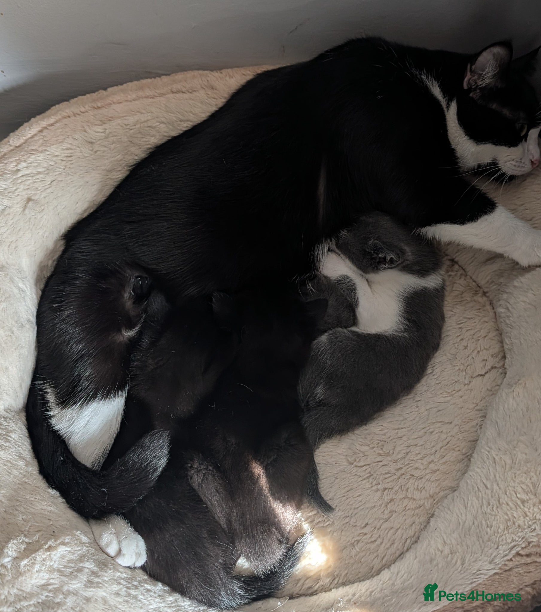 Mixed Breed cats for sale: Three adorable male kittens for sale. - Advert 1