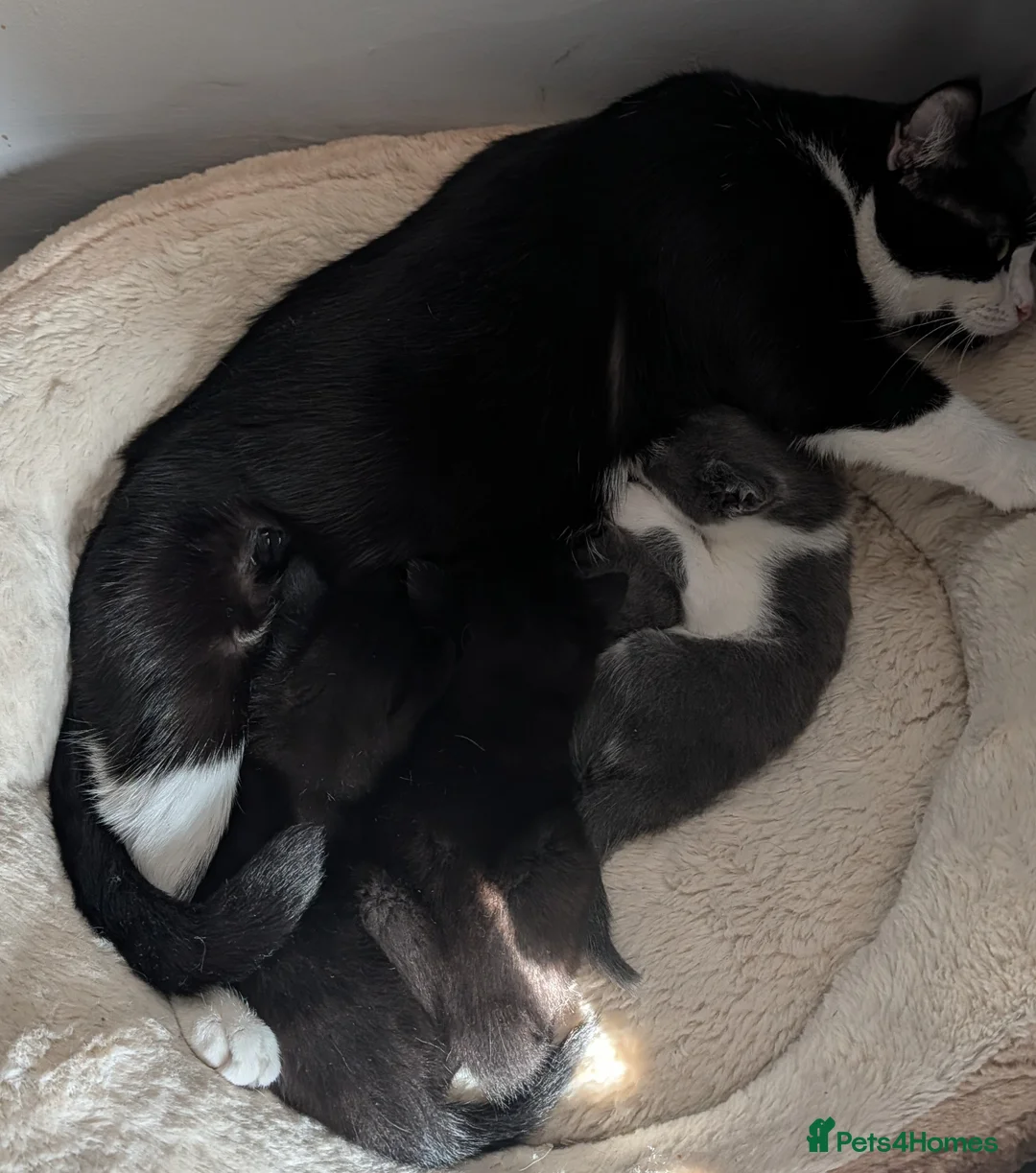 Mixed Breed cats for sale: Three adorable male kittens for sale. - Advert 1