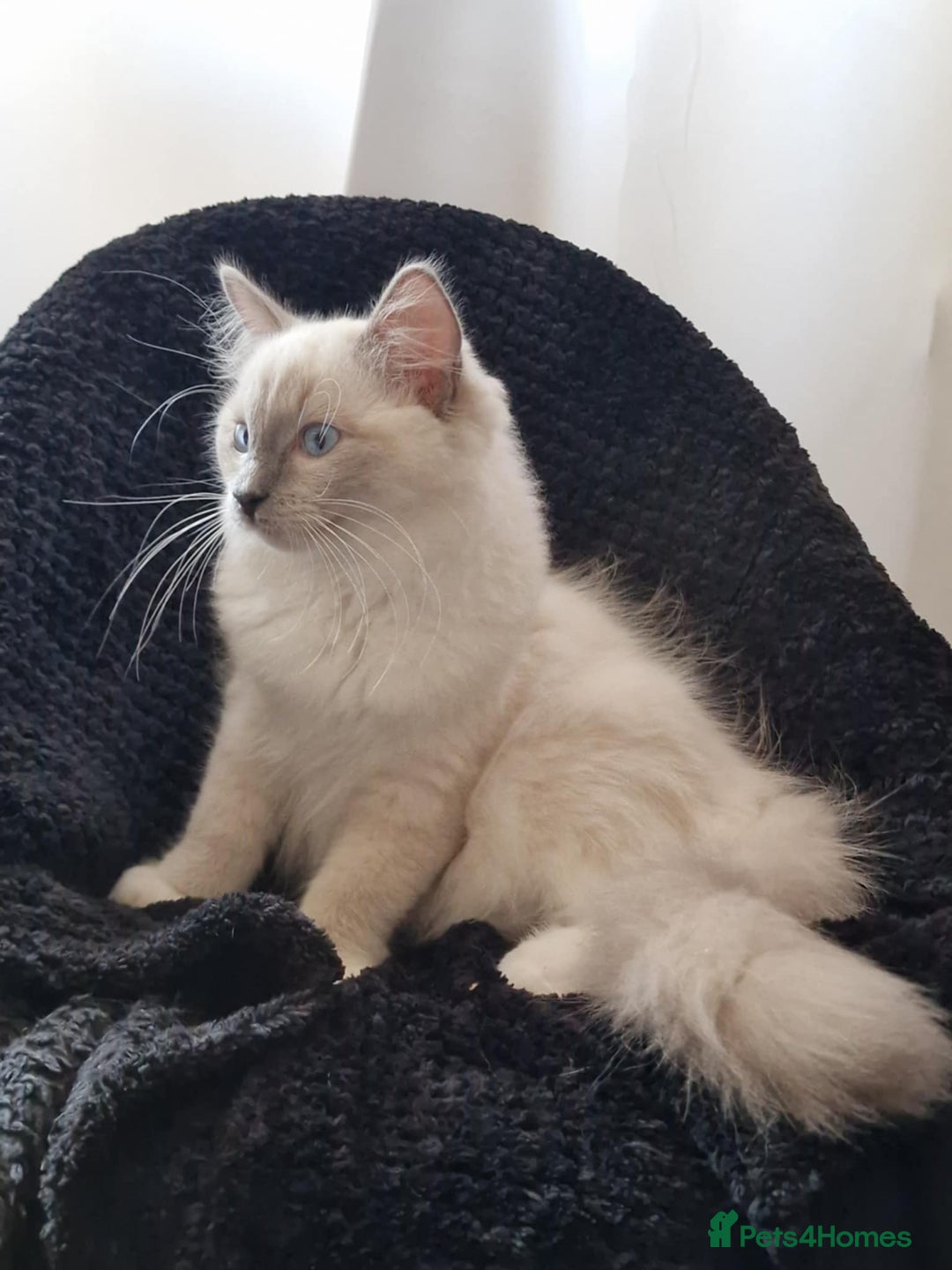 Ragdoll cats for sale: GRAND Champion European Line kittens.FULL PEDIGREE - Image 16