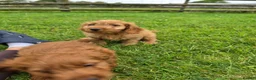 Cockapoo dogs for sale: F1 apricot and red Miniature Cockapoo puppies - Advert 7