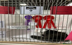 Persian cats for sale: Gccf hobby breeder - Image 9