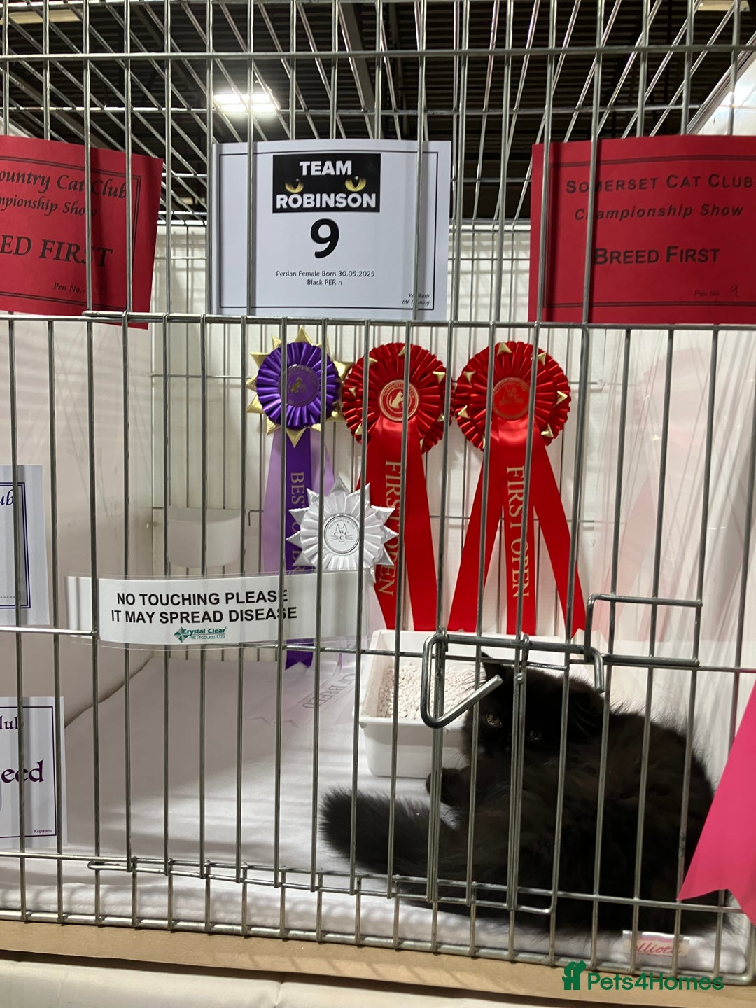 Persian cats for sale: Gccf hobby breeder - Image 9