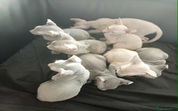 Sphynx cats for sale: Shynx Elf & Peterball kittens - Image 4