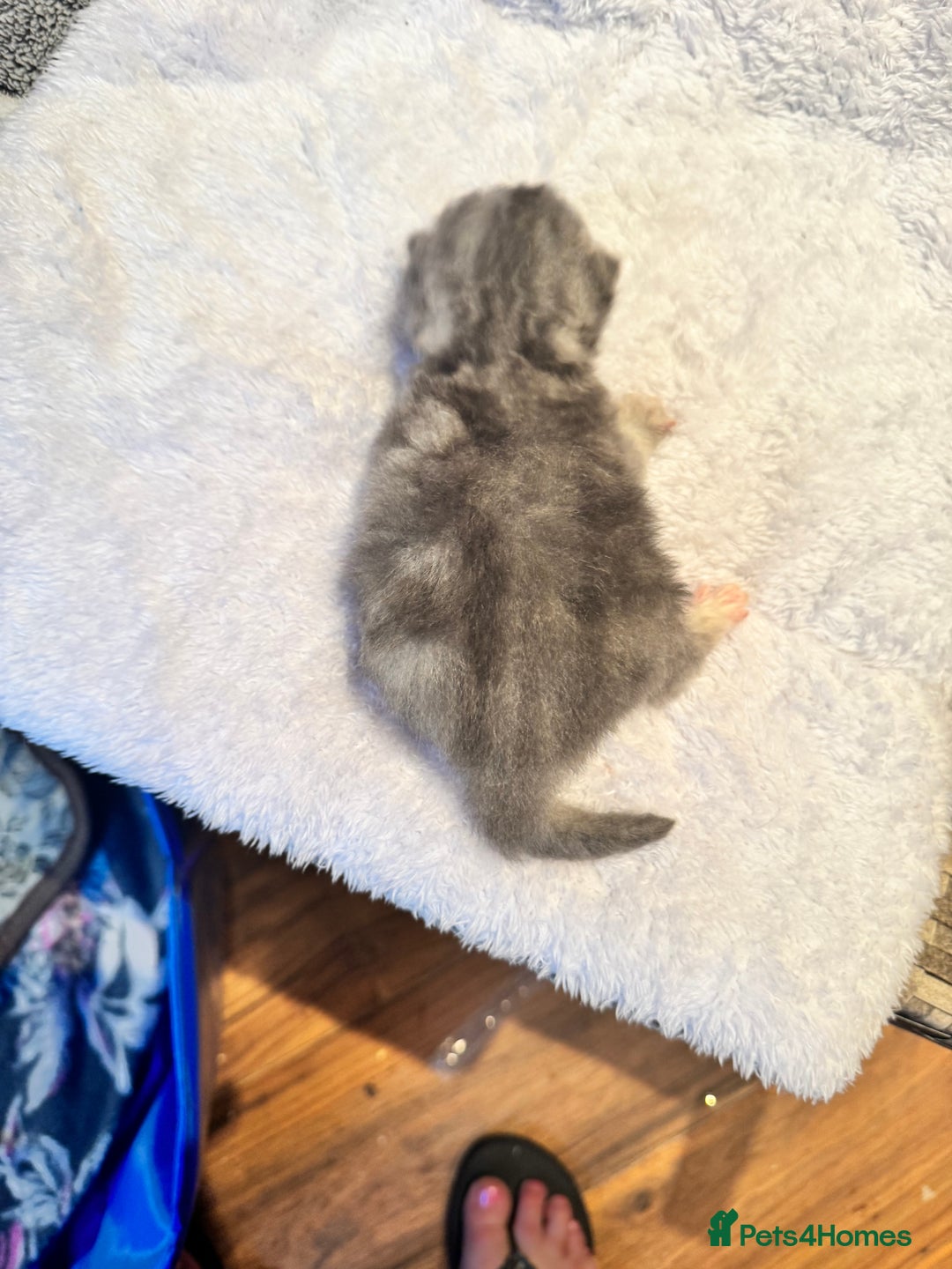 Maine Coon cats for sale: Main coon adorable kittens  - Advert 25