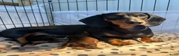 Dachshund dogs for sale: 3 chunky boys for sale 🏡  in Westbury - Advert 2