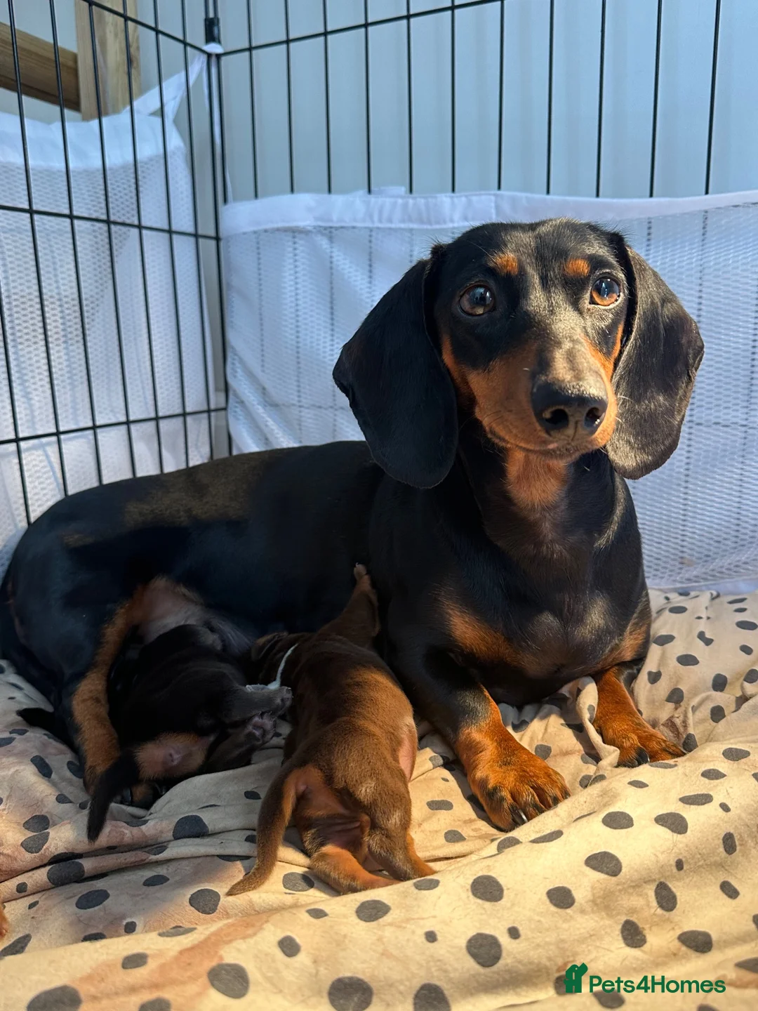 Dachshund dogs for sale: 3 chunky boys for sale 🏡  in Westbury - Advert 2