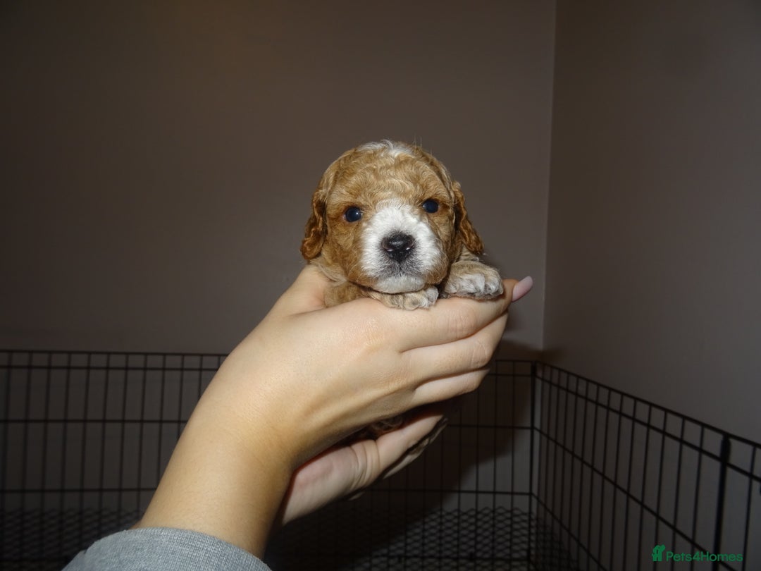 Maltipoo dogs for sale: 🐾 F1b Maltipoo Puppies – Ready Early January 🐾 - Advert 20