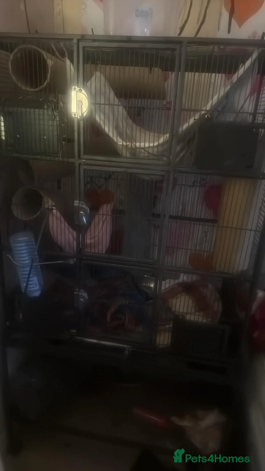 Ferret rodents for sale: evie the ferret  - Advert 1
