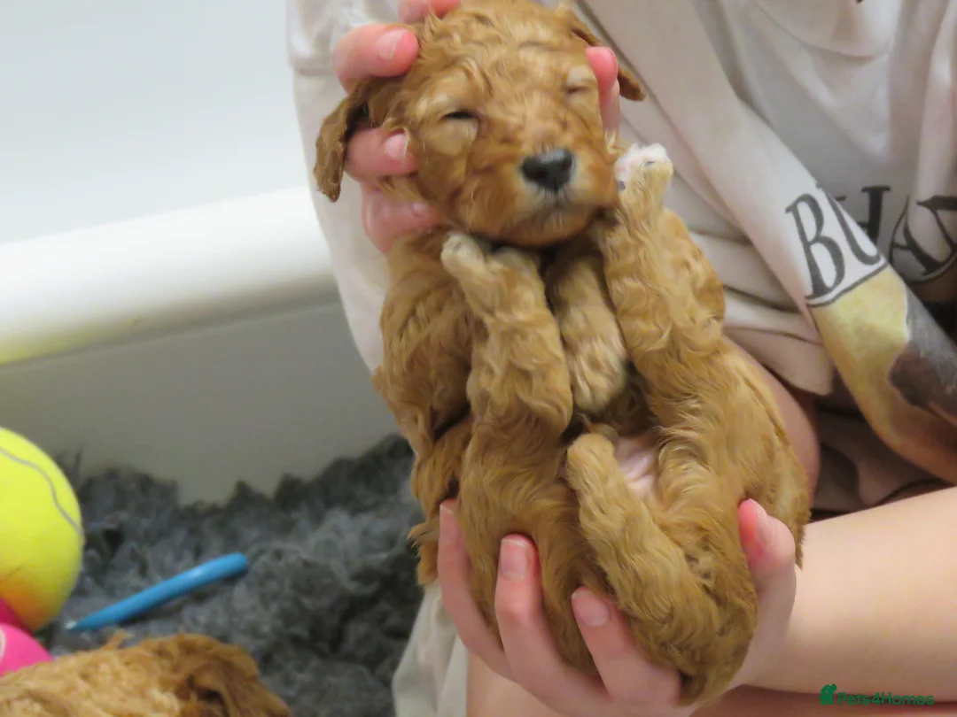 Cockapoo dogs for sale: Beautiful DNA Health tested Cockapoos - Advert 4