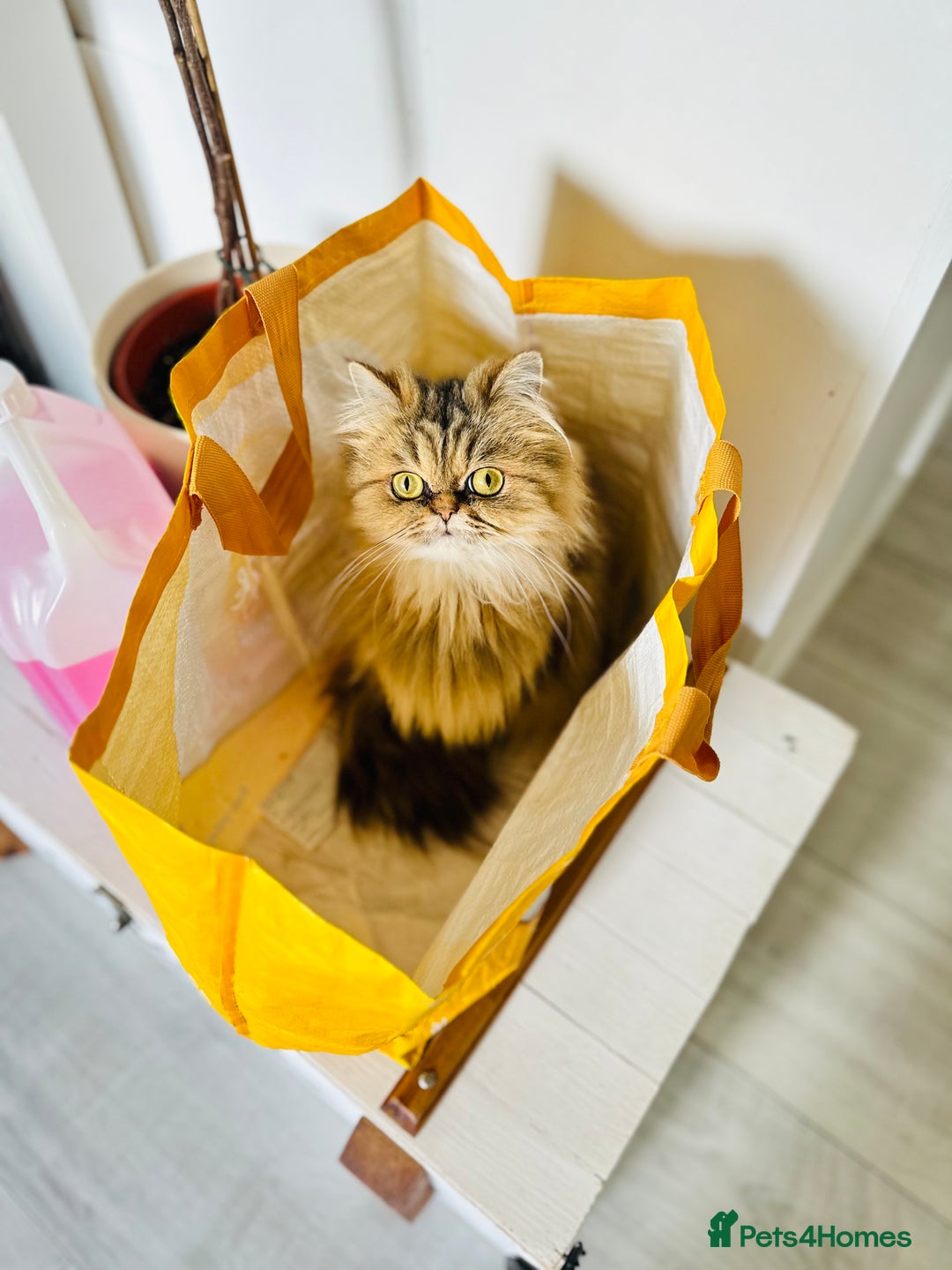 Persian cats for sale: Persian chinchilla cats - Advert 4