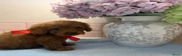 Cockapoo dogs for sale: Stunning toy F1 cockapoo    - Advert 11