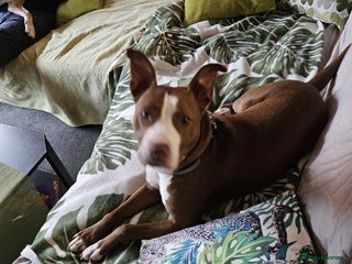 Mixed Breed dogs in Hengoed - Advert 18