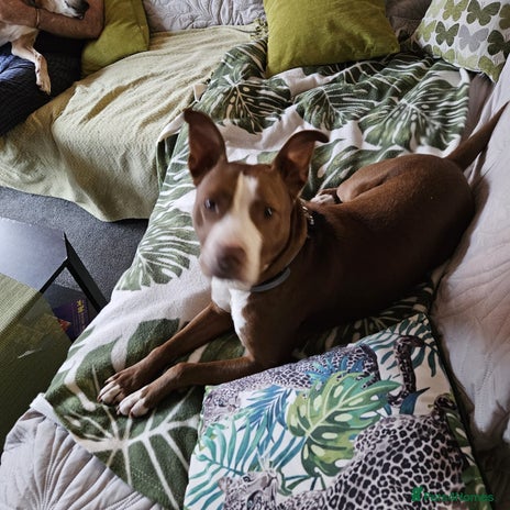 Mixed Breed dogs Urgent 🚨 Muneca Needs a Forever Home in Hengoed - Advert 16