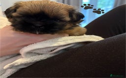 Shih Tzu dogs for sale: Shih Tzu Puppies Litter of 3 - Image 10