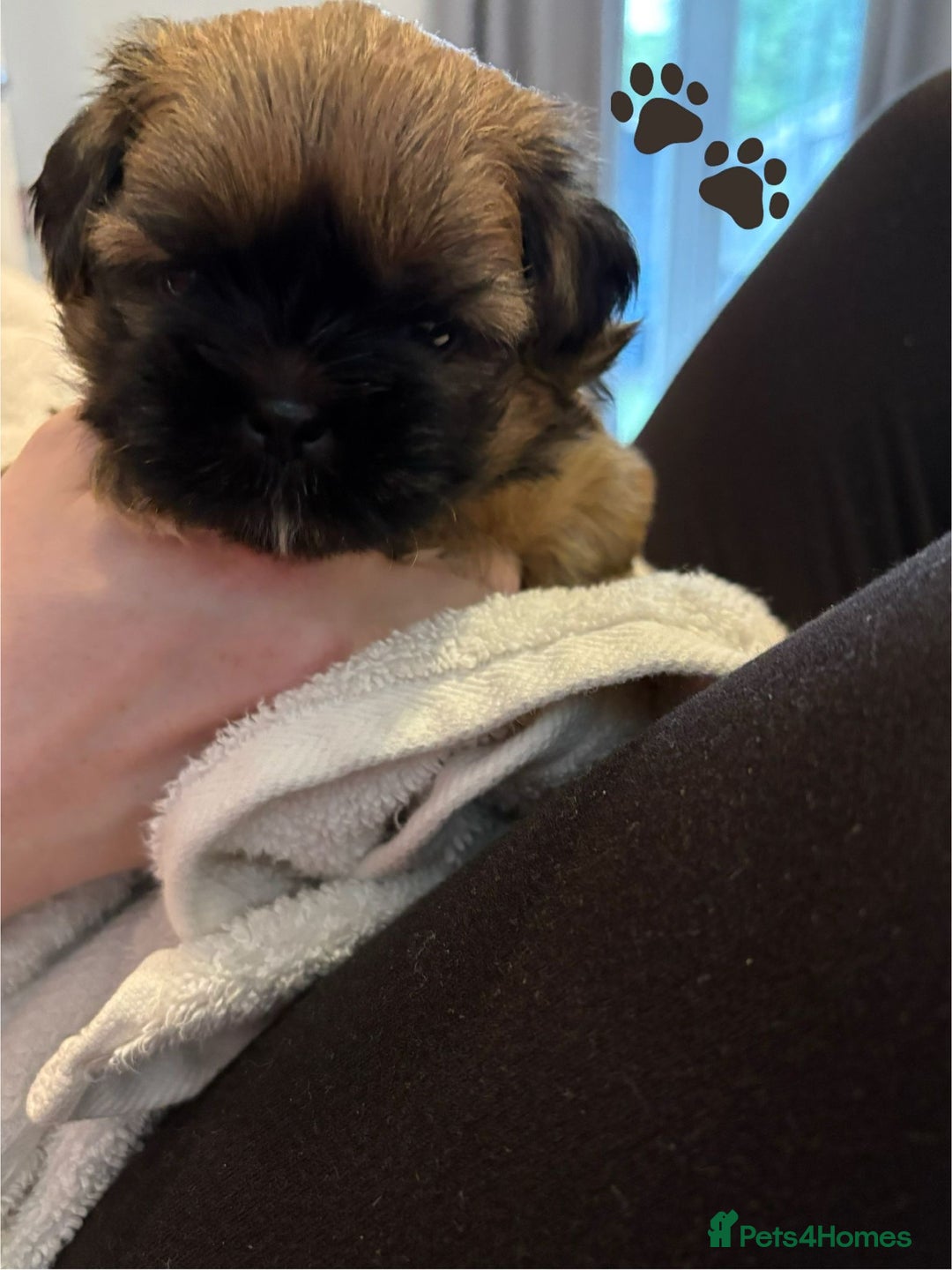 Shih Tzu dogs for sale: Shih Tzu Puppies Litter of 3 - Image 10