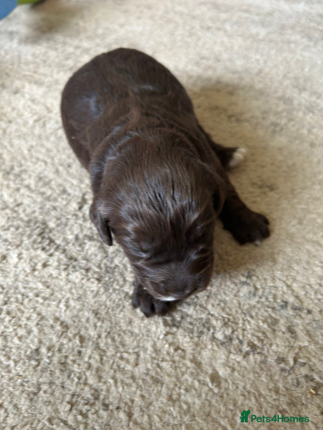 Cockapoo dogs for sale: Stunning F1 Cockapoo Puppies - Image 4