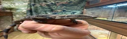 Lizard reptiles for sale: Chuckwalla in Bexhill-on-Sea - Advert 3