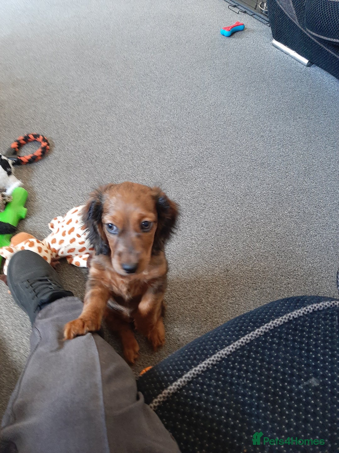Mixed Breed dogs for sale: Docker- miniature dachshund x American cocker - Advert 5