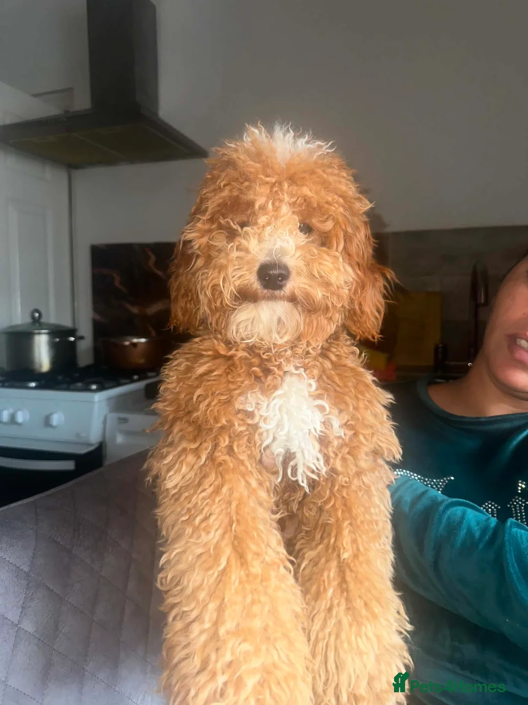 Cavapoo dogs for sale: Sale dog in Gateshead - Advert 1
