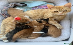 Mixed Breed cats for sale: Gorgeous Kittens Looking for New Homes  - Image 12